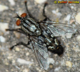 Mosca da famlia Sarcophagidae // Flesh Fly (Sarcophaga sp.), male