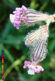 Silene // Pink Pirouette (Silene colorata)