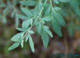 Arruda // Fringed Rue (Ruta chalepensis)