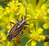 Percevejo // Bug (Horistus orientalis)