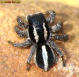 Aranha da famlia Salticidae // Jumping Spider (Aelurillus monardi)