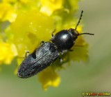 Escaravelho // Beetle (Cardiophorus sp.)