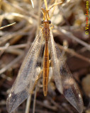 Insecto da famlia Myrmeleontidae // Antlion (Macronemurus appendiculatus), female