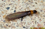 Trmita de Pescoo Amarelo // Yellownecked Dry-wood Termite (Kalotermes flavicollis)