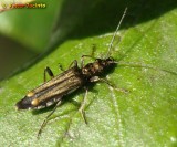 Escaravelho // Beetle (Oedemera barbara)