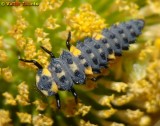 Larva da Joaninha // Seven-spotted Lady Beetle larvae (Coccinella septempunctata)