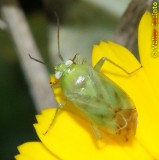 Percevejo // Brokenbacked Bug (Taylorilygus apicalis)