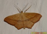 Borboleta Nocturna // Moth (Scopula imitaria)