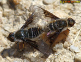 Moscas da famlia Bombyliidae // Bee Flies mating (Anthrax virgo)
