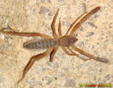 Solfugo da famlia Daesiidae // European Solifugid (Gluvia dorsalis)