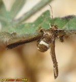 Borboleta Nocturna // Clearwing Moth (Tinthia tineiformis)