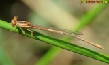 Libelinha // White Featherleg (Platycnemis latipes), female