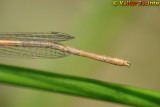 Libelinha // White Featherleg (Platycnemis latipes), female