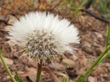 Dente-de-leo (Taraxacum officinale)