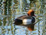 Pato-de-bico-vermelho // Red-crested Pochard (Netta rufina), male