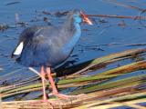 Camo // Purple Swamphen (Porphyrio porphyrio)