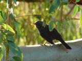 Melro // Blackbird (Turdus merula)