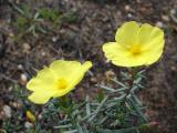 Erva-sargacinha (Halimium calycinum) /|\ Yellow Rock Rose