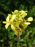 Wild Flower