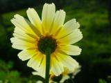 Pampilho-ordinrio (Chrysanthemum coronarium)