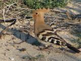 Poupa //\\ HOOPOE (Upupa epops)