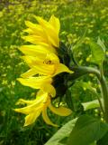 Girassol // Sunflower (Helianthus annuus)