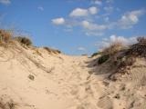 Life on the Dunes