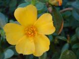 Wingpod Purslane (Portulaca umbraticola)