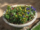 Amor-perfeito // Wittrock's Violet, Pansy (Viola wittrockiana)
