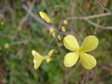 Labrêsto-de-flor-amarela (Brassica barrelieri)