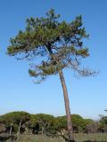 Pinheiro-bravo (Pinus pinaster) /|\ Maritime Pine