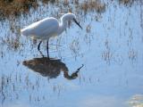 Gara-branca-pequena // Little Egret (Egretta garzetta subsp. garzetta)