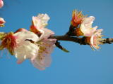 Almond tree Blossom in Algarve