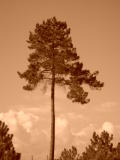 Pine in Sepia mode