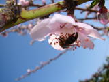 Almond tree Blossom in Algarve
