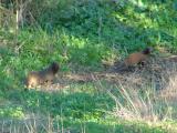 Saca-rabos // Egyptian mongoose (Herpestes ichneumon)