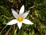 Nosilhas (Romulea bulbocodium)