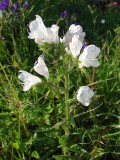 Soagem (Echium plantagineum)