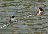 Casal de Andorinha-das-chamins // Barn Swallow pair (Hirundo rustica subsp. rustica)