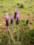 Rosmaninho-maior // French Lavender (Lavandula stoechas)