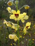 Verbasco Amarelo // Pale Rose Mullein (Verbascum barnadesii)