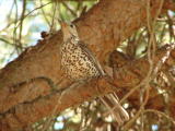 Tordoveia // Mistle Thrush (Turdus viscivorus subsp. viscivorus)