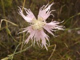 Cravinho-bravo (Dianthus hinoxianus)