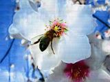 A Bee in a Flower of Almond tree