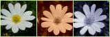 Anémona-do-Tejo (Anemone palmata)