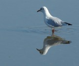 Guincho // Black-headed Gull (Larus ridibundus)