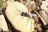 Vespa //  Thread-Waisted Wasp (Podalonia sp.)