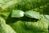Green Camouflage of Bugs (Nezara viridula)