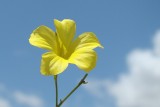 Linho-bravo // French Flax (Linum trigynum)