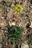 Tápsia (Thapsia villosa)